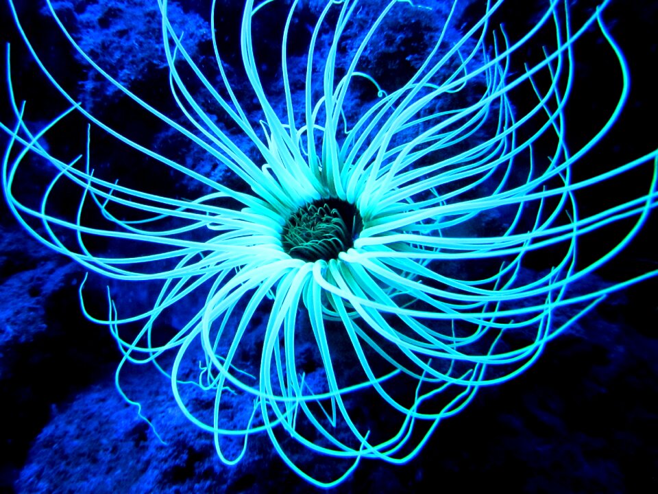 Banyuls marine reserve