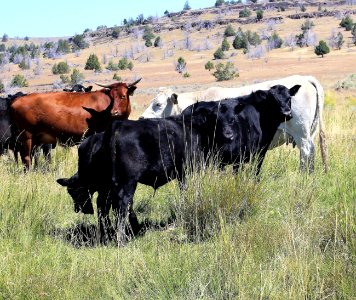 Cattle Grazing in Eagle Lake FO