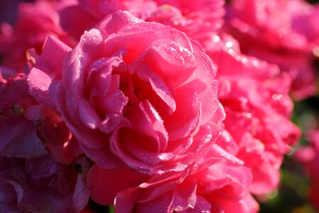 Bloom pink flower pink rose
