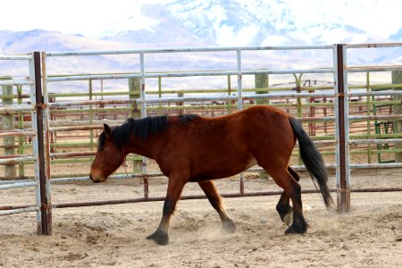 8471  4 Year old Gelding (6)