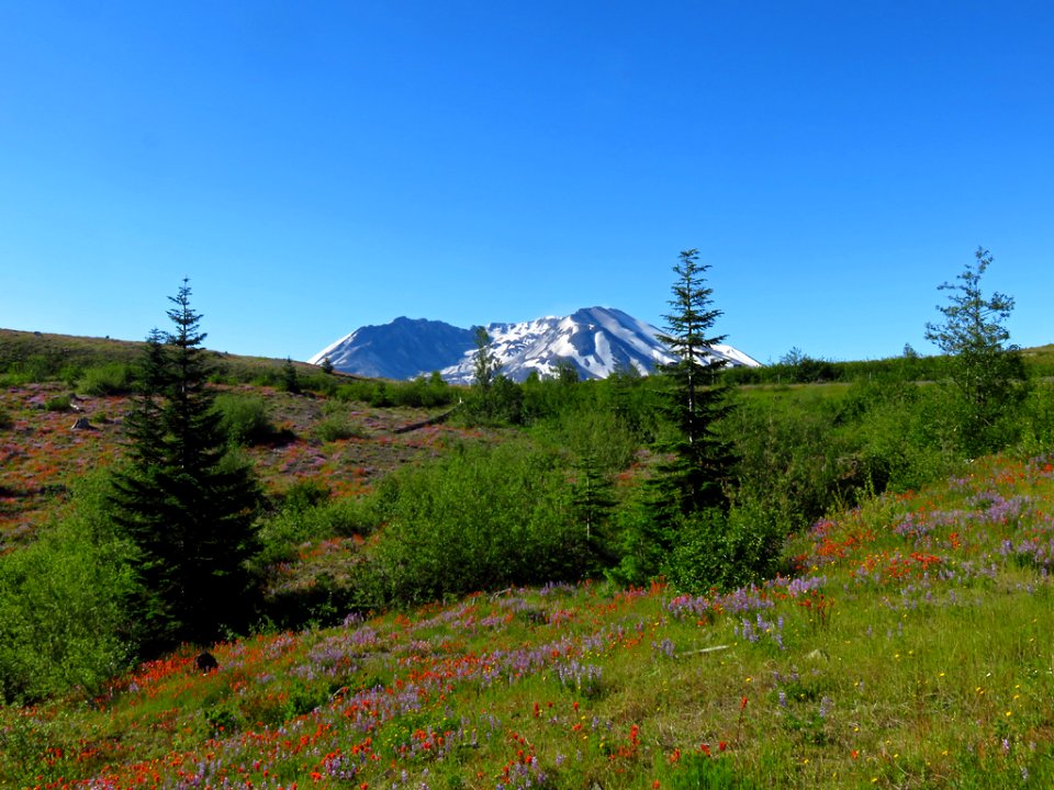 Wildflowers at Mt. St. Helens NM in Washington