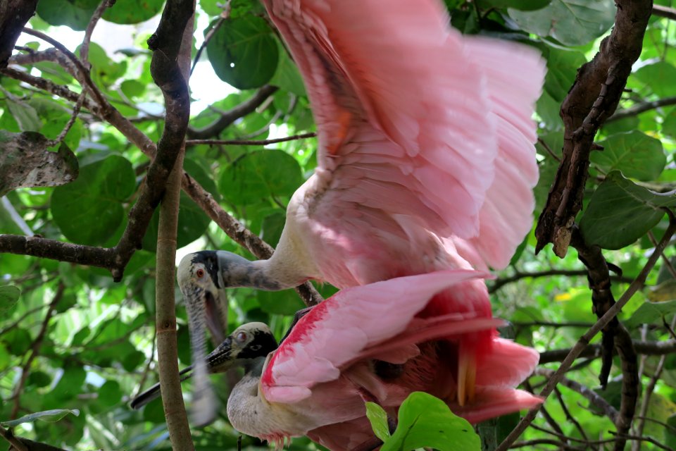 Roseate spoonbills photo