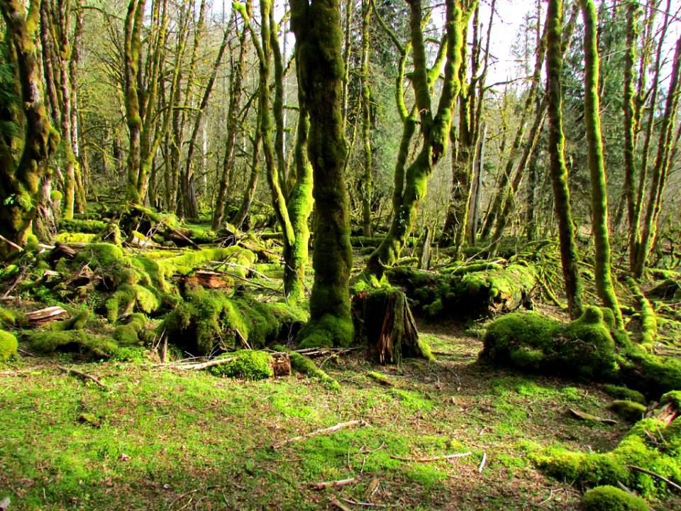 Gifford Pinchot National Forest in Washington