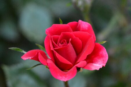 Flower buds red flower photo