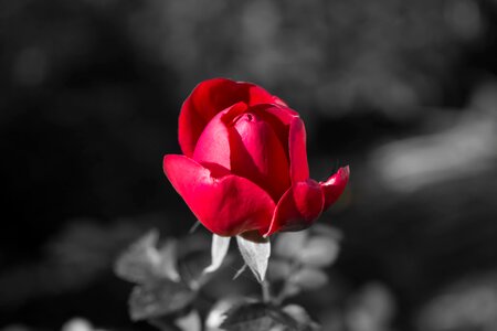 Nature color key black and white
