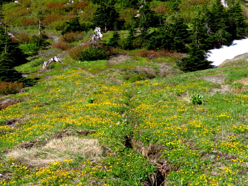 Wildflowers at Mt. Margaret Backcountry in WA
