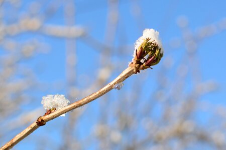 Bloom bud winter