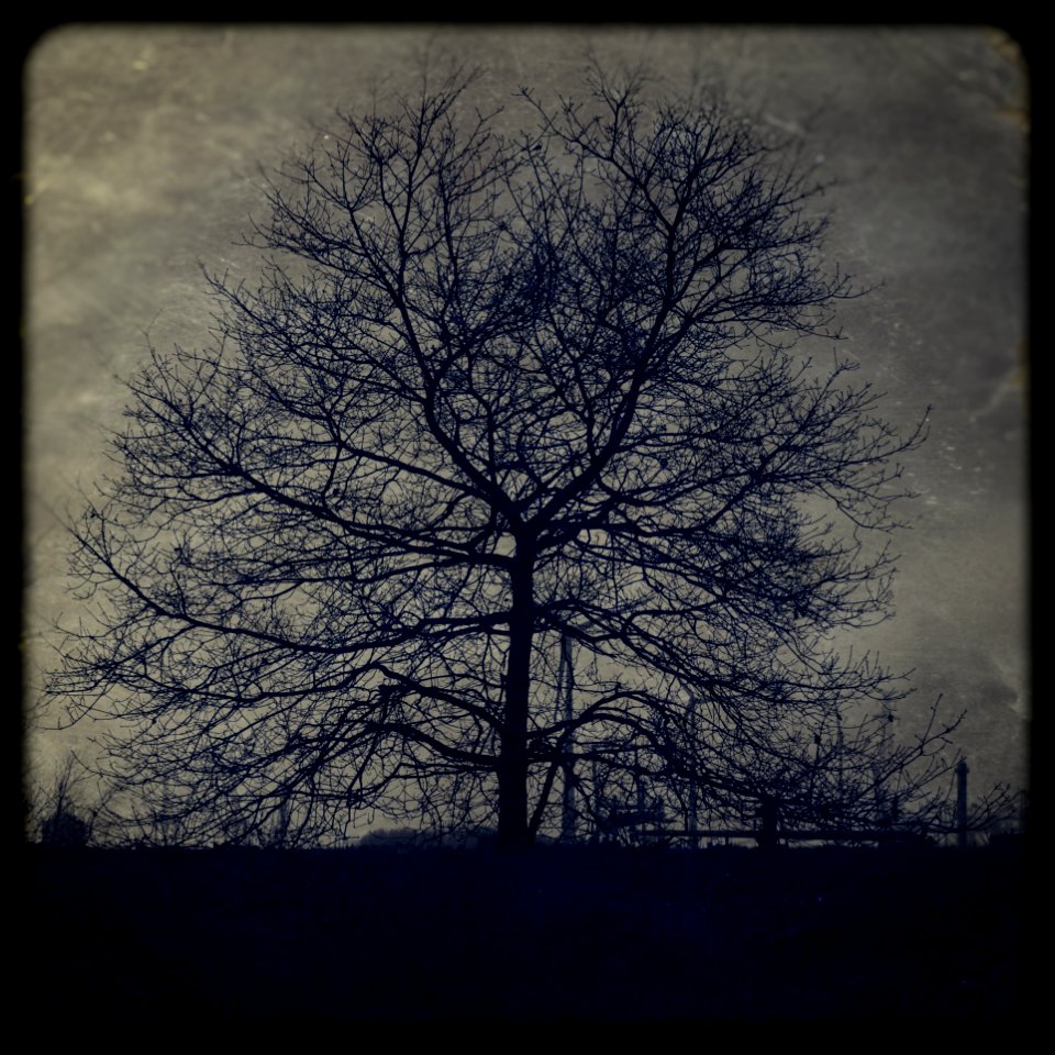 Dark Tree photo