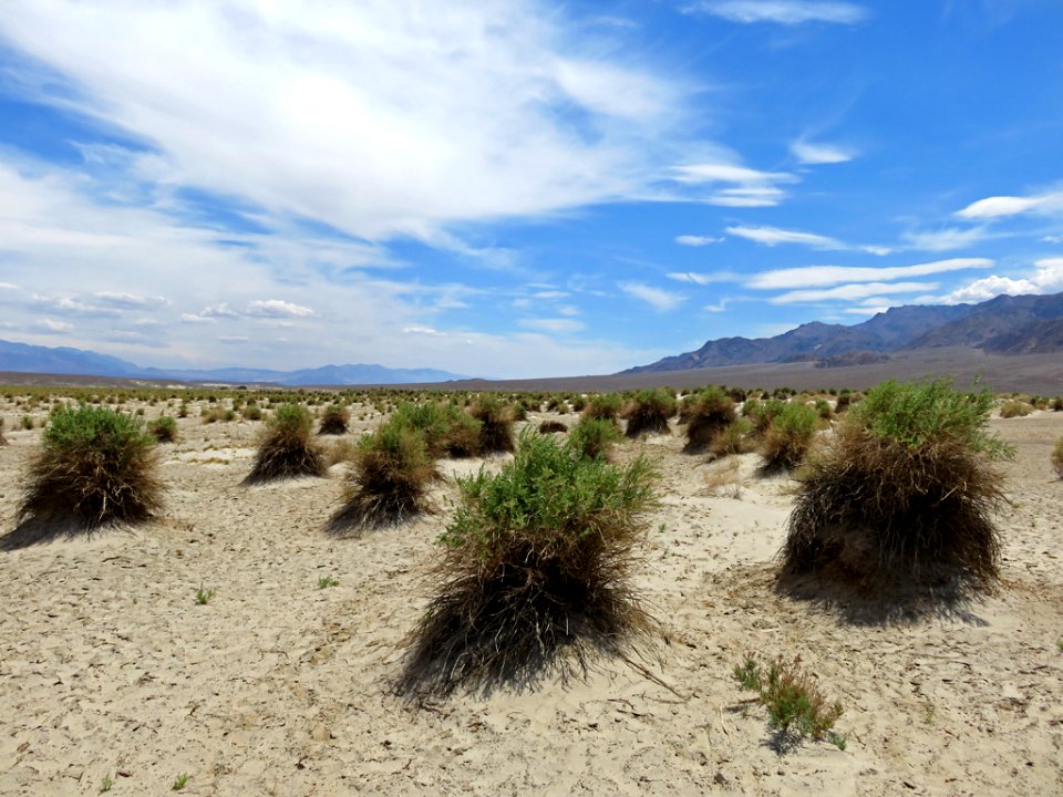 Devil's Cornfield at Death Valley NP in California