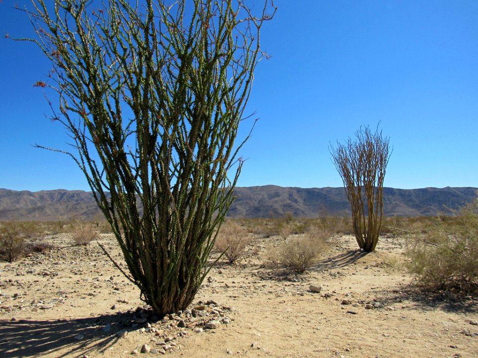 Ocotillo Plant at Joshua Tree NP in California
