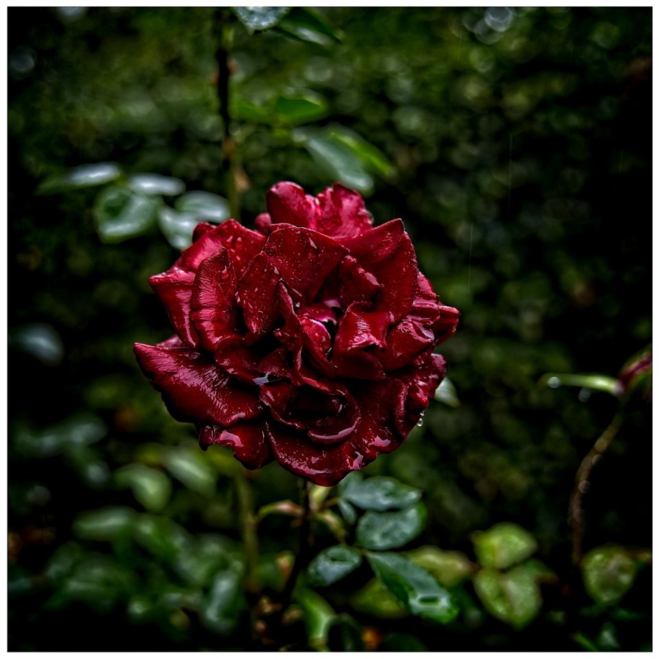 Red Rose
