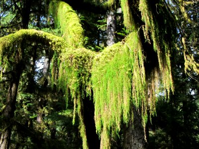 Hoh Rain Forest at Olympic NP in WA