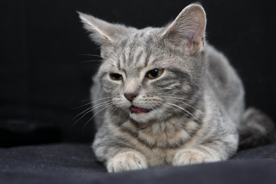 Cute animals animal domestic