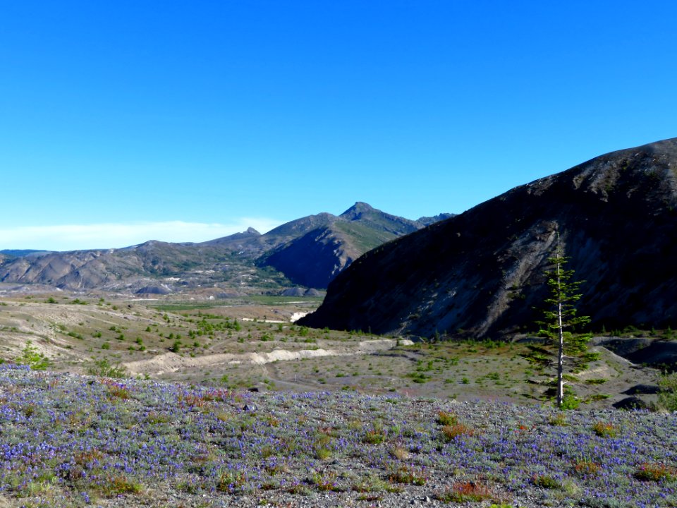 Wildflowers at Mt. St. Helens NM in WA