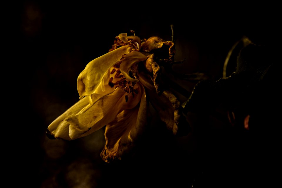 A Farewell to the Sun