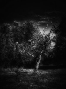 Ghost Tree photo
