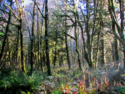 Quinault Rain Forest at Olympic NP in WA