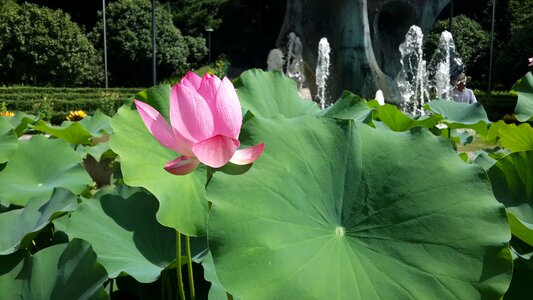 Green leaf park pond