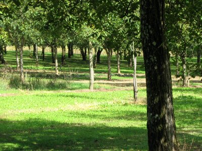 Green field walnut spring