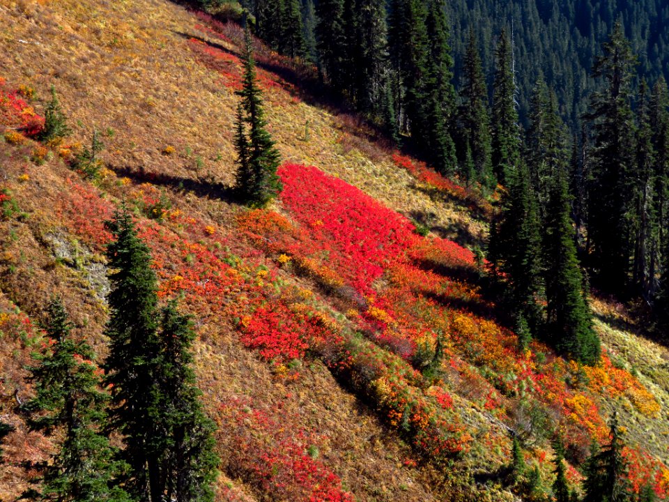 Tatoosh Ridge in WA