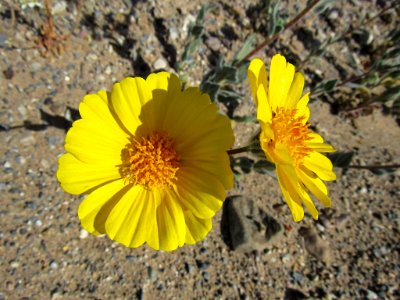 Wildflower Super Bloom at Death Valley NP in CA