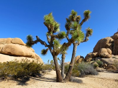 Joshua Tree NP in CA