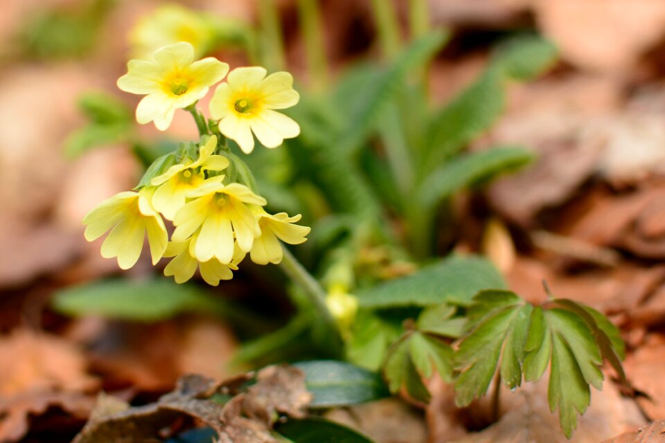 High primrose flowers yellow