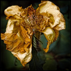 Autumn Impression #3 - Yellow Rose photo