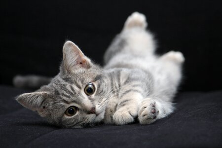 Grey furry cat photo