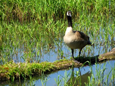 Steigerwald Lake NWR in WA
