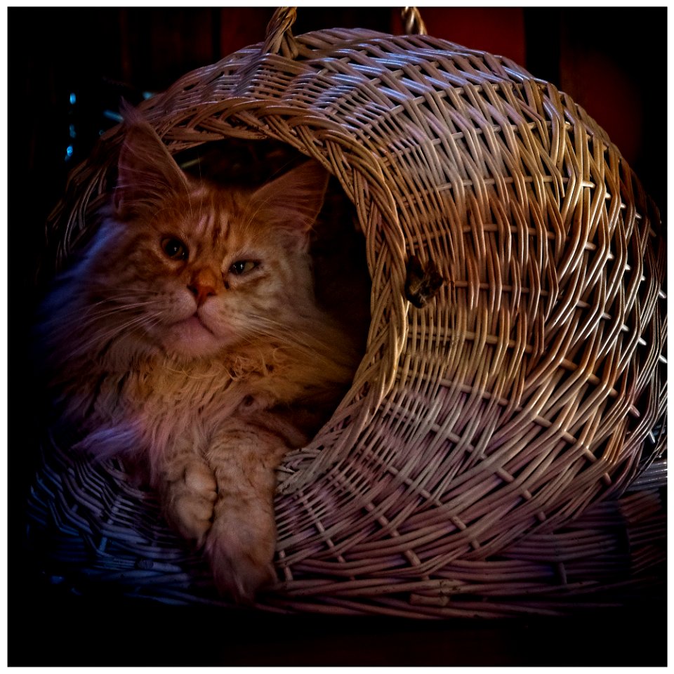 Bubbles in Basket