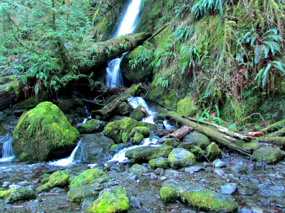 Quinault Rain Forest at Olympic NP in WA
