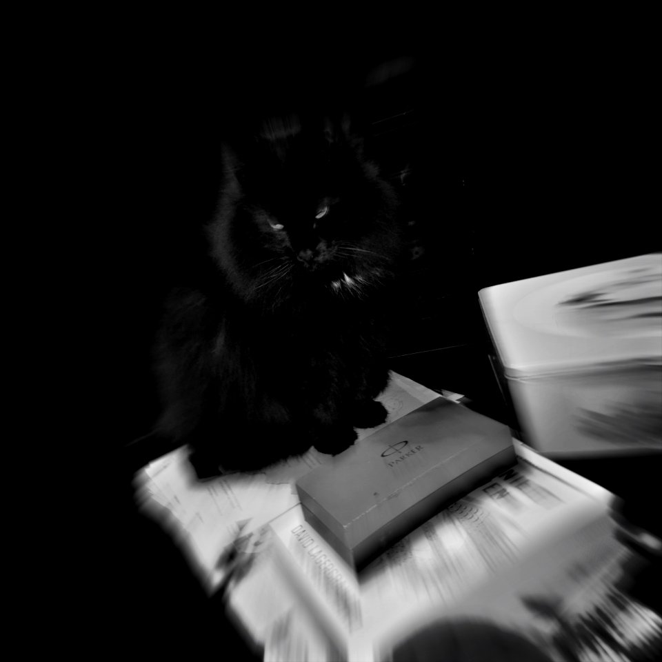 Not so black cat on a not Friday 13th