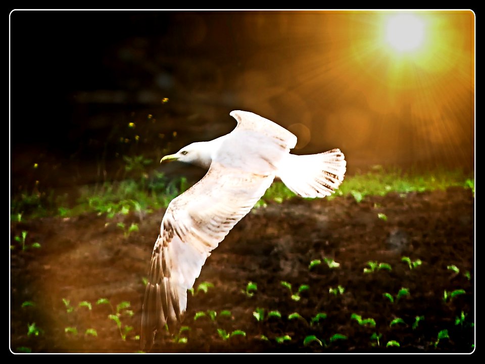 Seagull in the Fields