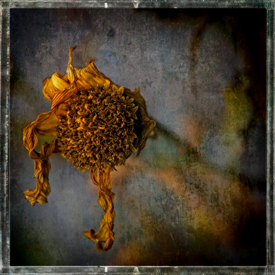 Tournesol (Étude III)