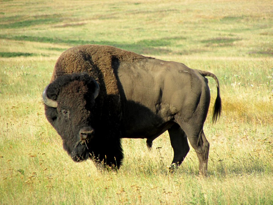 National Bison Range in MT