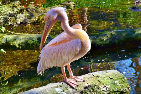 Pink water water bird