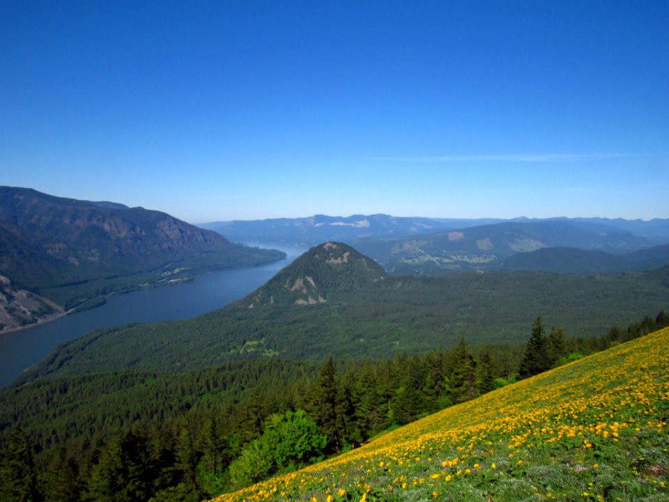 Wildflowers on Dog Mountain Trail in WA