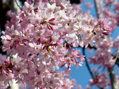 Spring tree pink photo