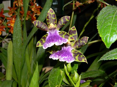 Purple bloom plant