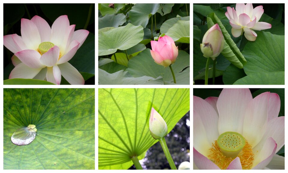 Lotus blossom water flower flower rain