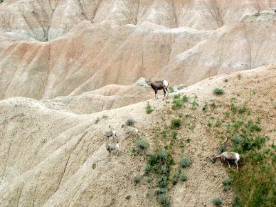 Sheep at Badlands NP in SD