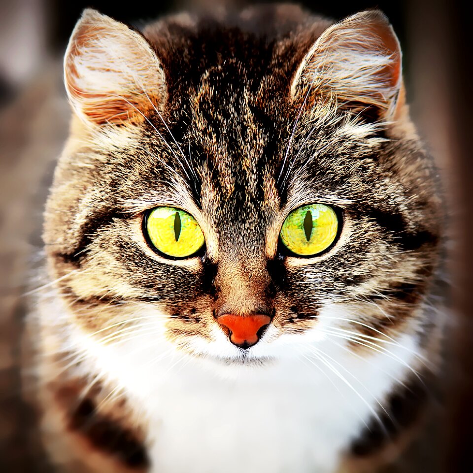 Domestic cat mammal short hair