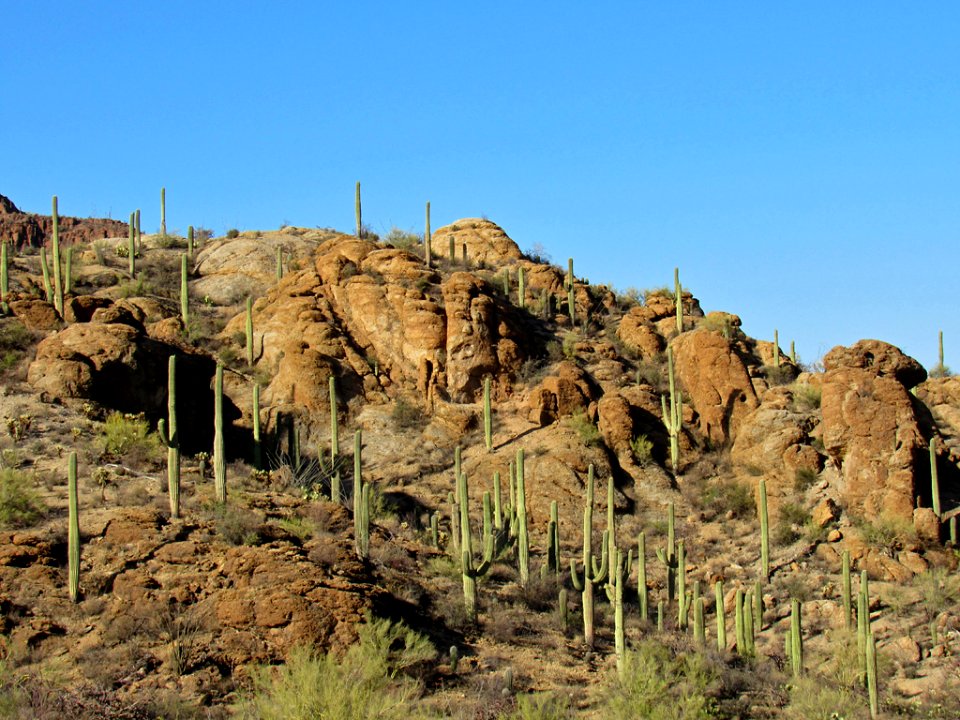 Saguaro NP in Arizona photo