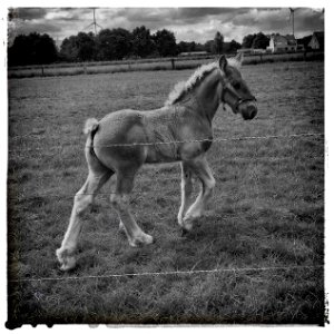 Belgian Draft Horse Foal photo