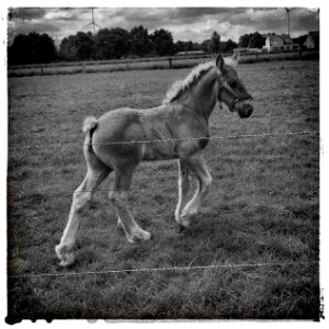 Belgian Draft Horse Foal