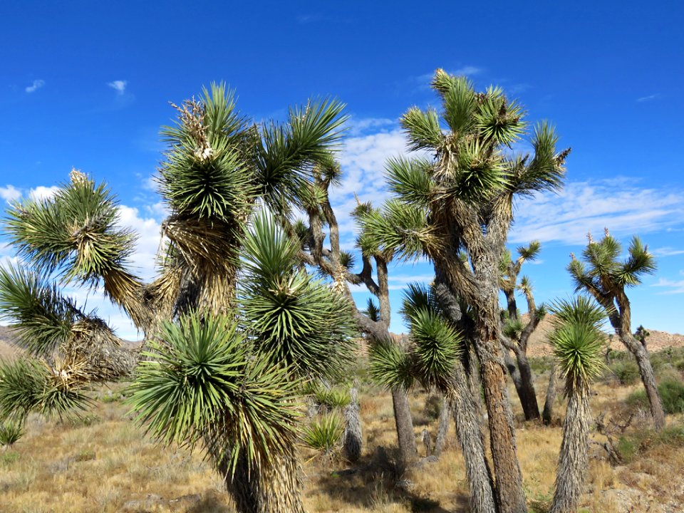 Joshua Tree NP in California photo