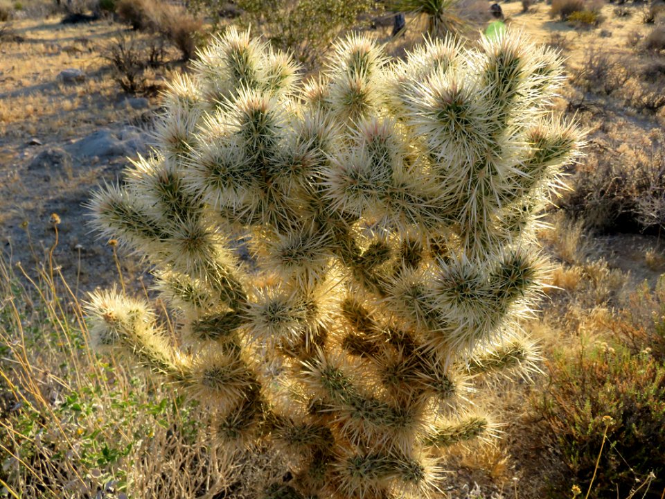 Joshua Tree NP in CA