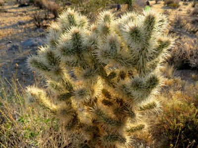 Joshua Tree NP in CA