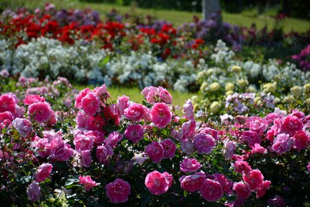 Rose flowers Free photos photo